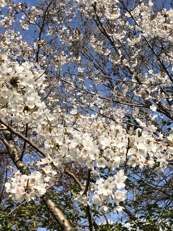 今年の桜は遅い？
